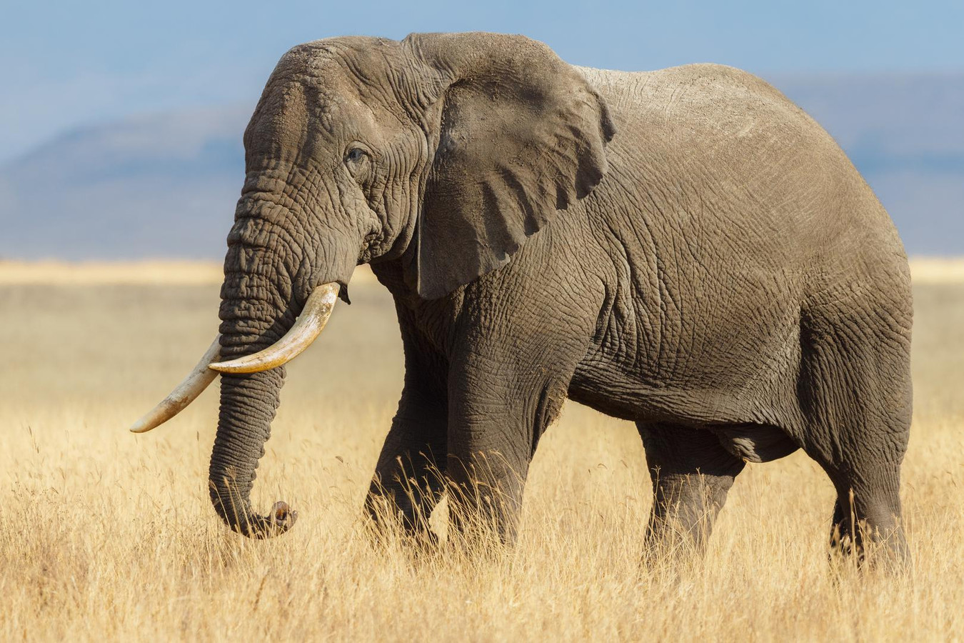 Afrikaanse olifanten hebben status van bedreigde en ernstig bedreigde - Hoeveel Eet Een Olifant Per Dag