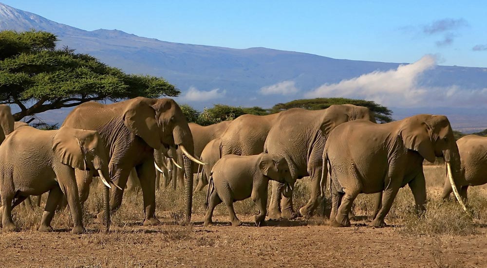 Afrikaanse olifanten spotten in het wild - Wildlife Spotten - Hoeveel Afrikaanse Olifanten Leven Er Nog In Het Wild