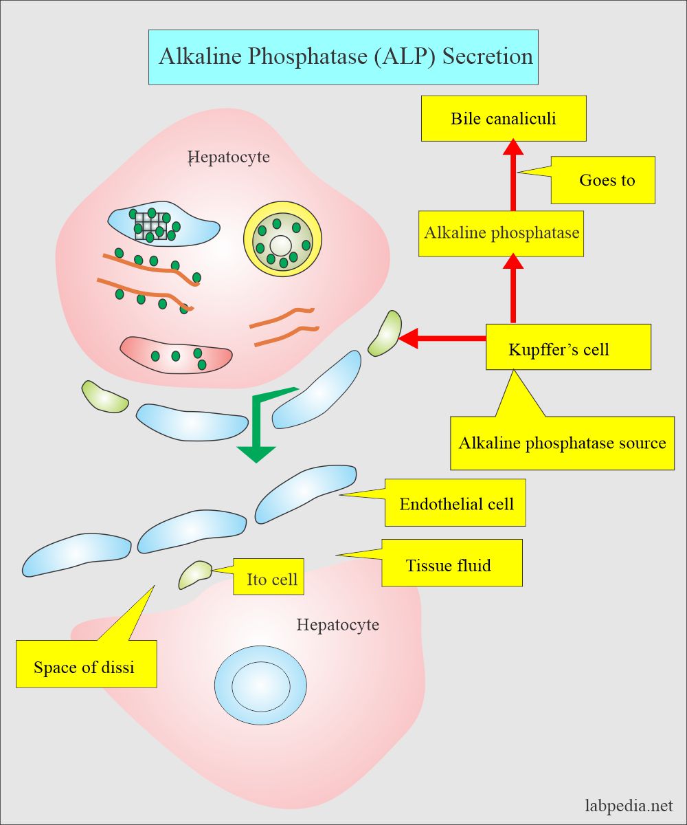 Alkalische Fosfatase Waarde Te Hoog