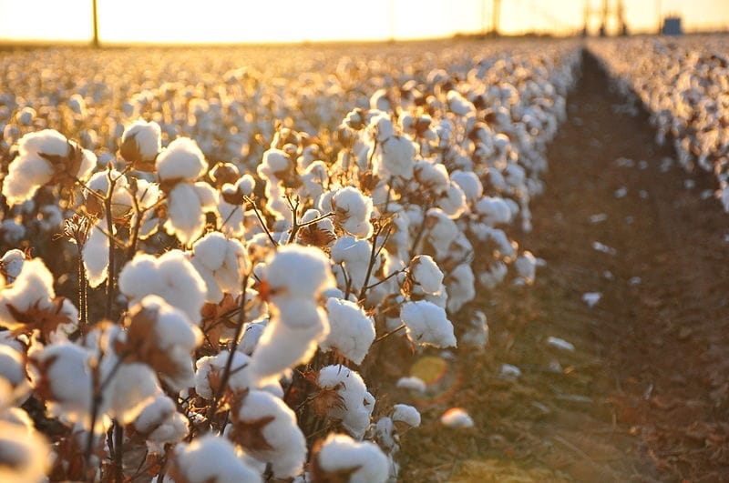 All About Cotton | Our Natural Yarns | WoolOvers - Cotton Eye Joe By Rednex