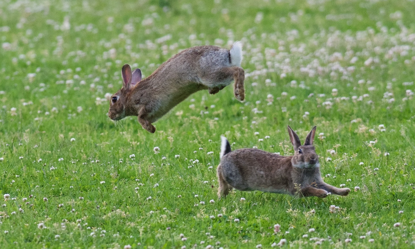 All about the Eastern Cottontail Rabbit - Welcome Wildlife - Wat Eten Konijnen In Het Wild