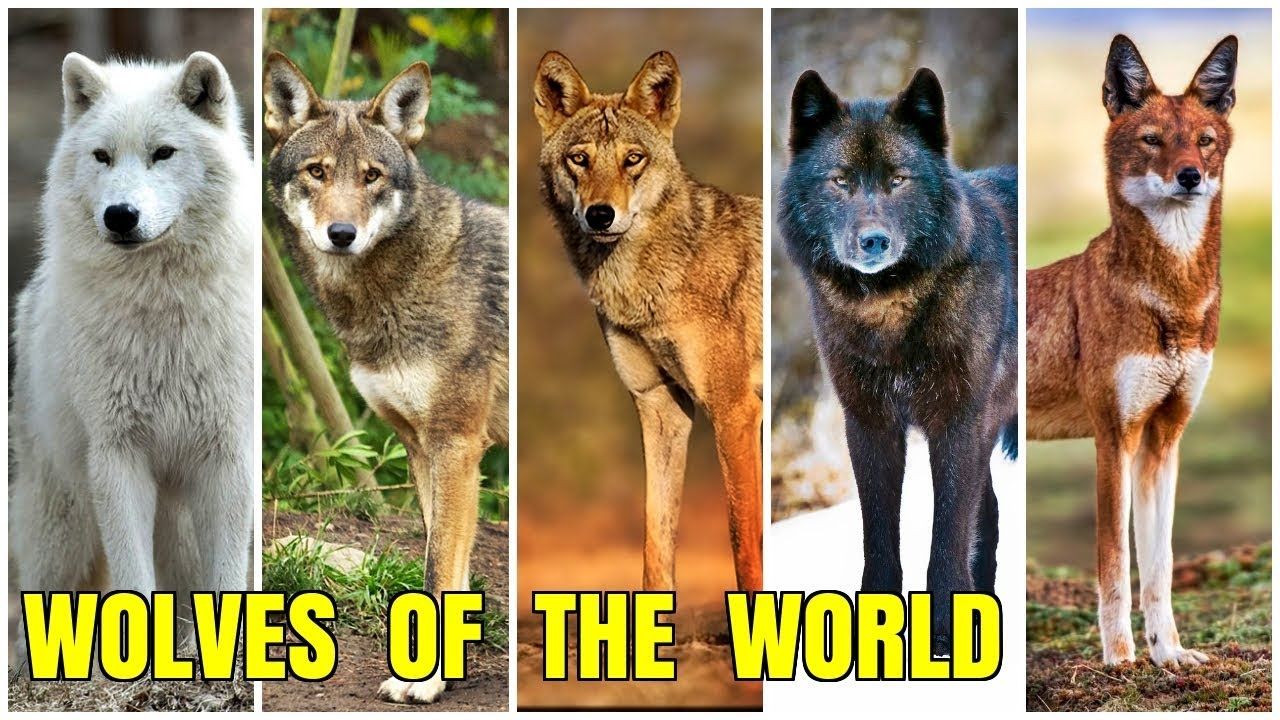 All Wolf Species | Wolf, Species, Husky - Hoeveel Soorten Wolven Zijn Er