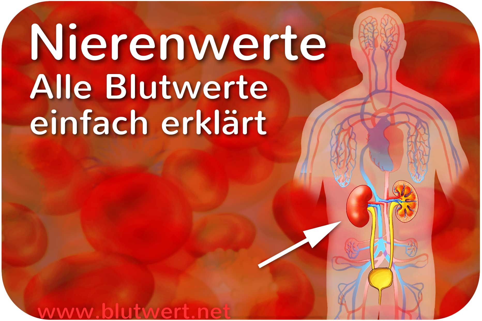 Alle Nierenwerte einfach erklärt (inkl. Tabelle mit Abk.) - Hoeveel Is Je Nier Waard