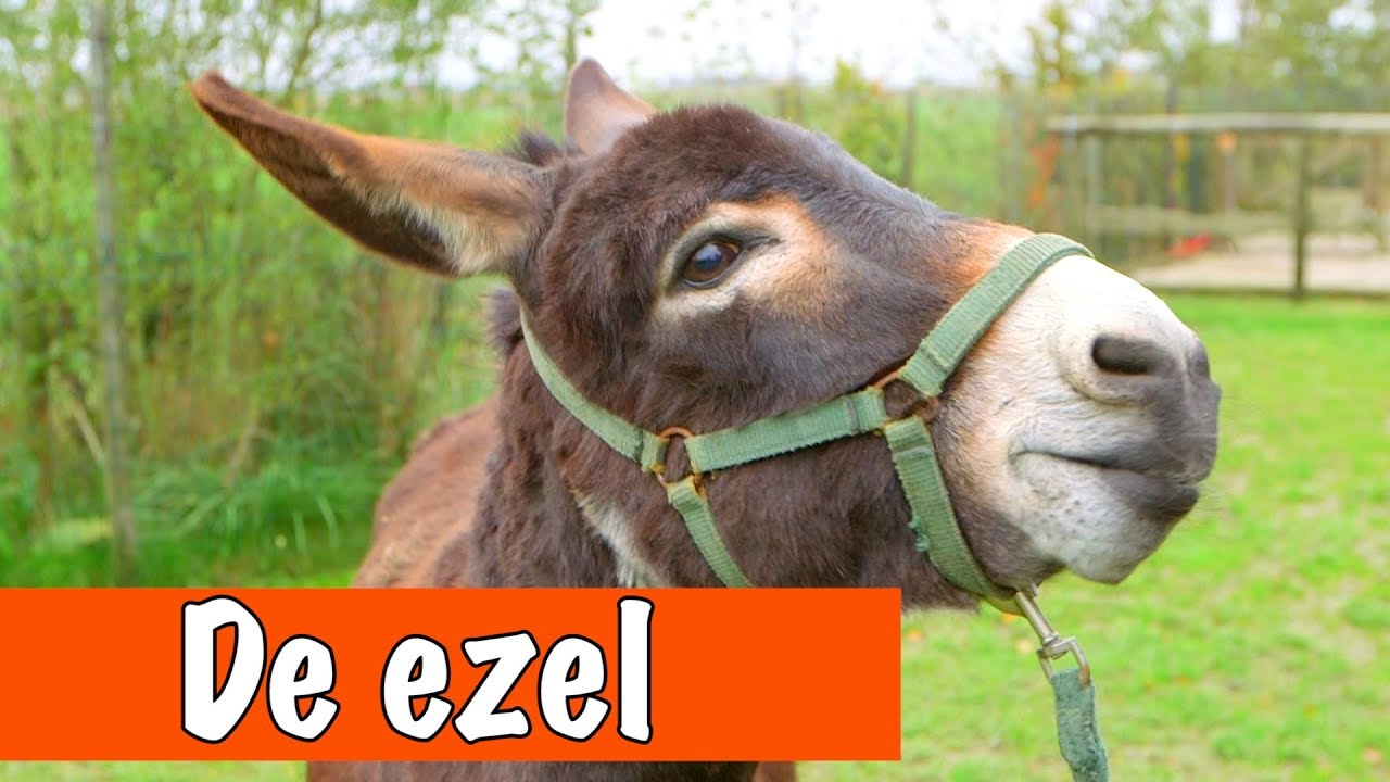 Hoe Heet De Ezel Van Winnie De Poeh