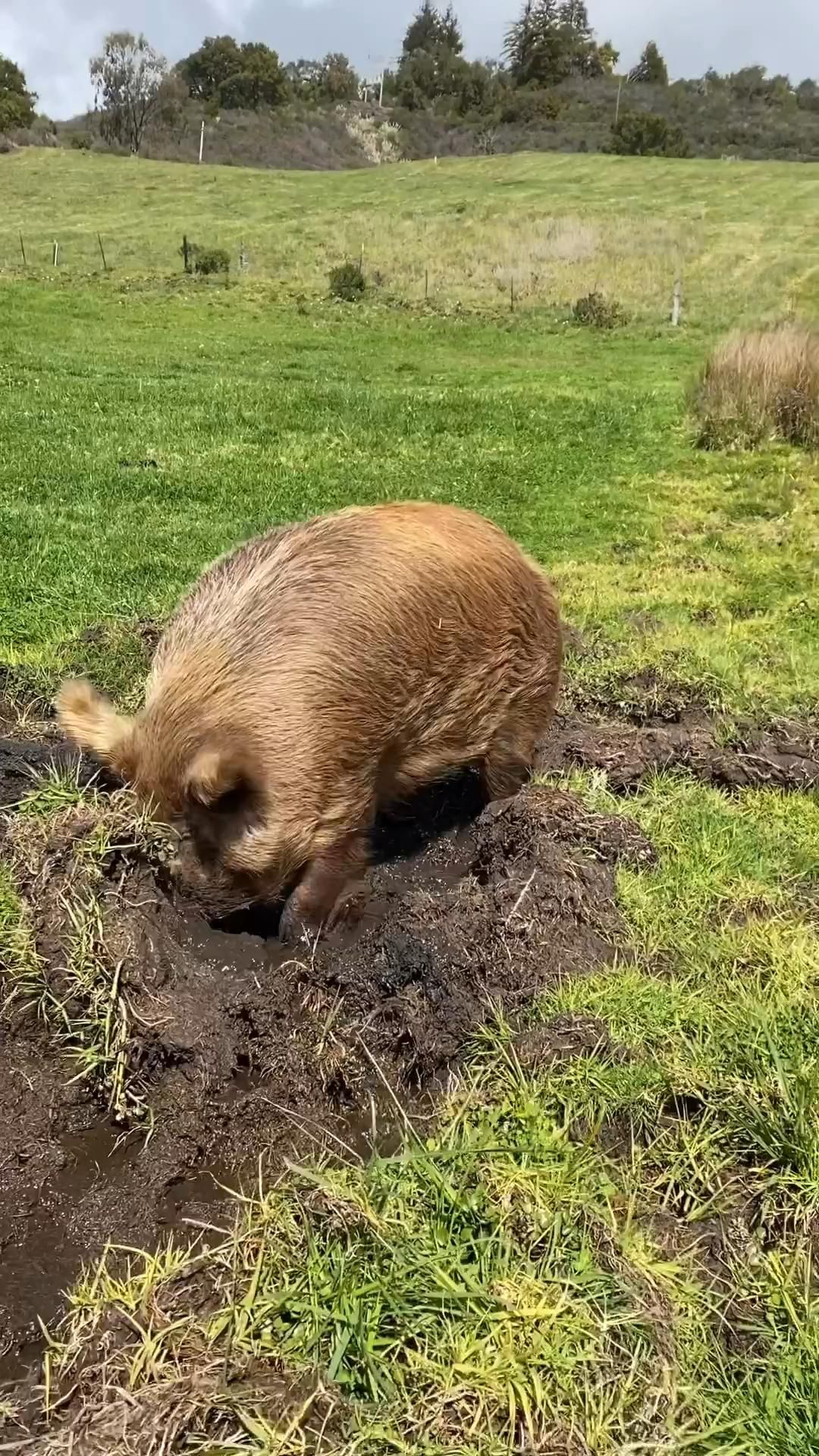 Alles over konijnen houden hoeveel ruimte heeft een konijn nodig - Hoeveel Ruimte Heeft Een Konijn Nodig