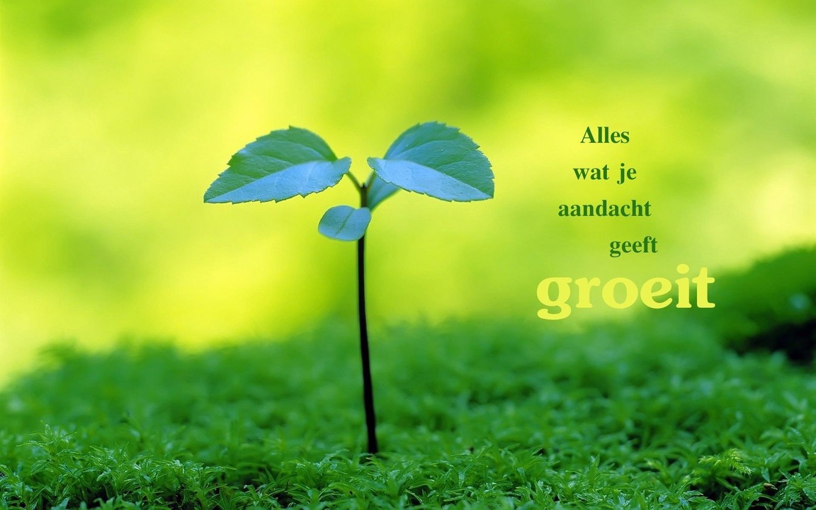 Alles wat je aandacht geeft, groeit. - Alles Wat Alles Dat