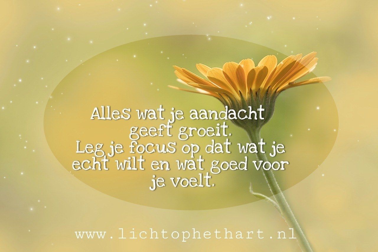 Alles wat je aandacht geeft groeit. Leg je focus op dat wat je echt - Alles Wat Alles Dat