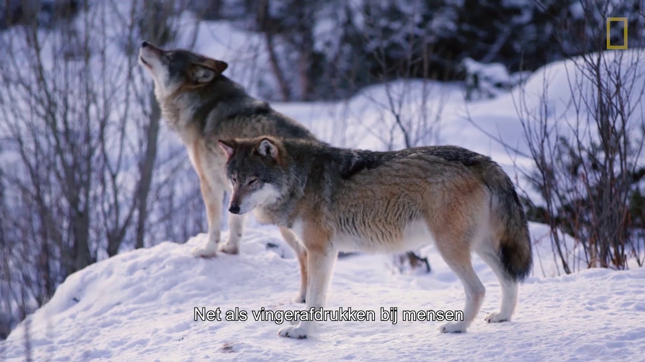 Alles wat je moet weten over wolven | National Geographic - YouTube - Hoeveel Roedels Wolven Leven Er In Nederland