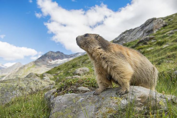 Alpine marmot on the look out standing on a stone looking over the - Welke Dieren Leven In De Woestijn