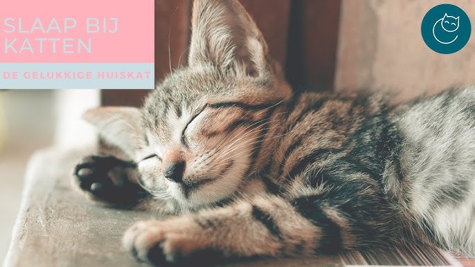Als Het Aan De Kat Lag Kocht Ze De Hele Dierenwinkel - Als Het Aan De Kat Lag Kocht Ze