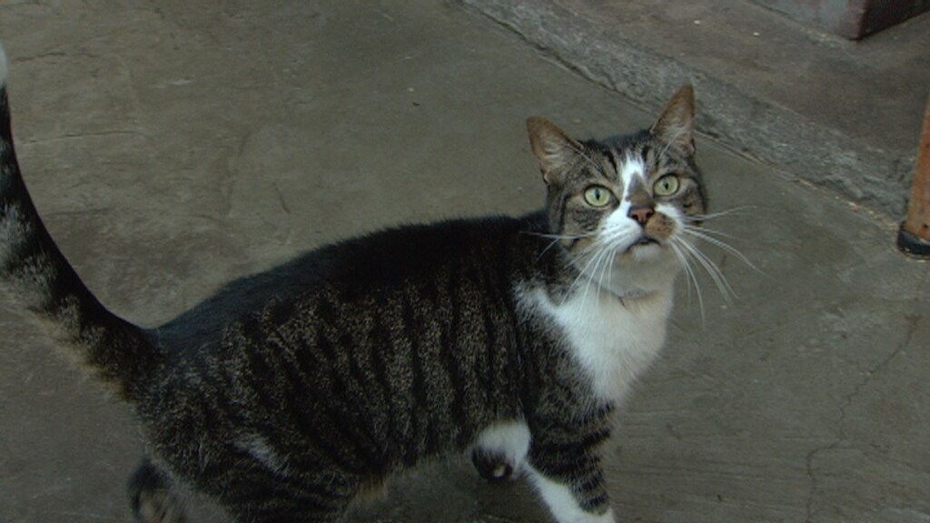 Als Het Aan De Kat Lag Kocht Ze
