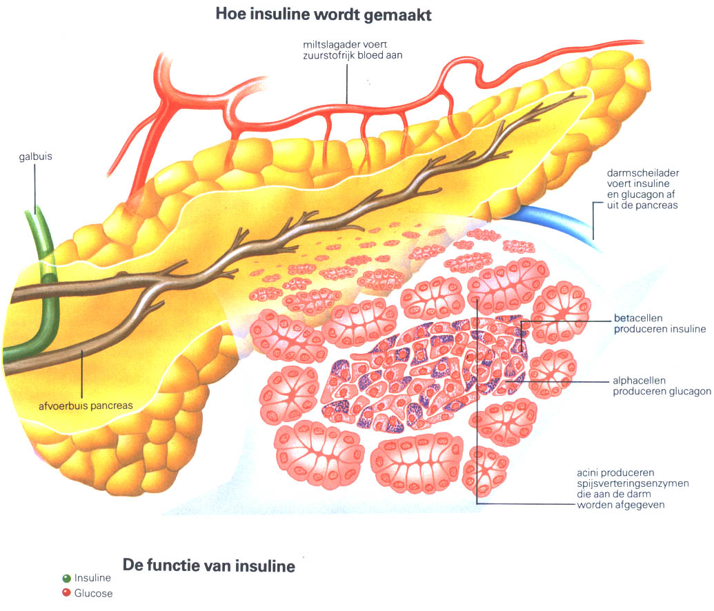 Alvleesklier of Pancreas - Waar Zit De Alvleesklier In Het Lichaam