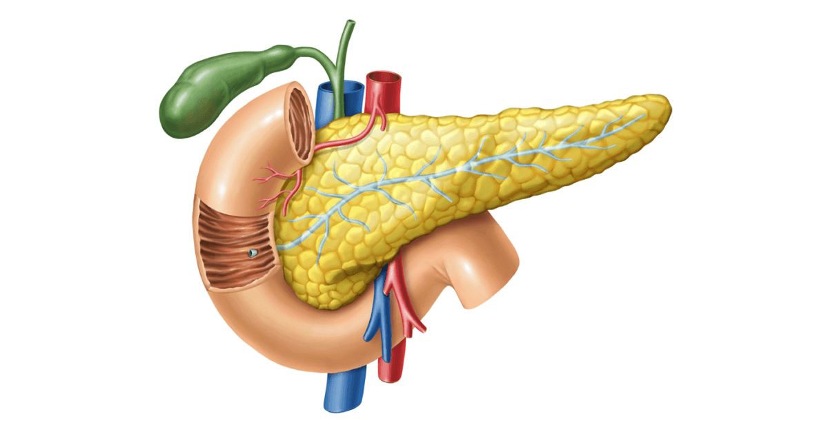 Alvleesklier (pancreas) | Hormoonfactor - Waar Zit De Alvleesklier In Het Menselijk Lichaam