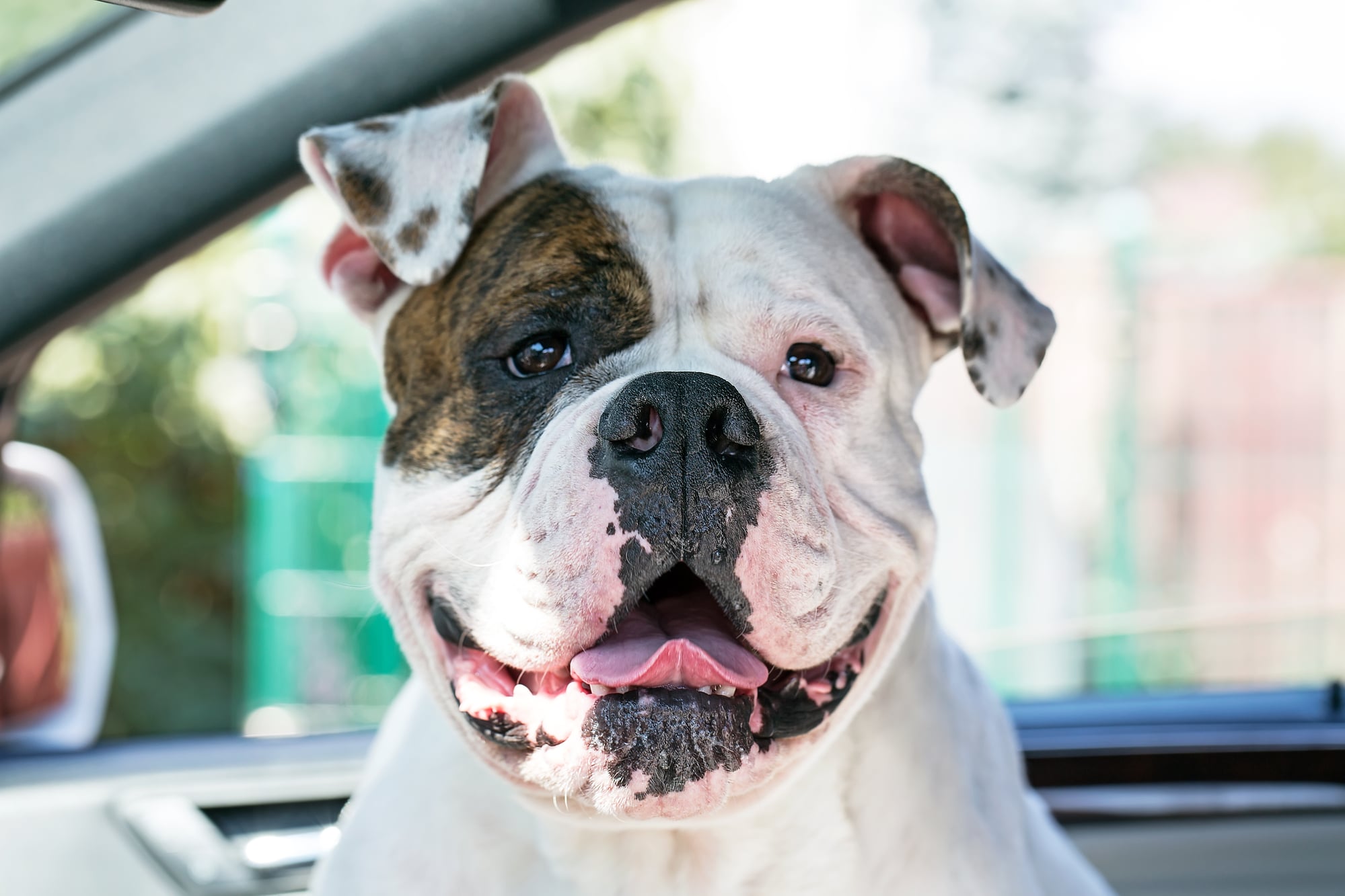 American Bulldog - Cute ball of fear - Hoe Oud Wordt Een Amerikaanse Bulldog