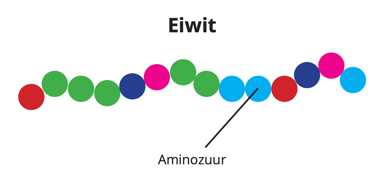 Aminozuren: de belangrijkste informatie | FIT.nl - Waar Zijn Aminozuren Goed Voor
