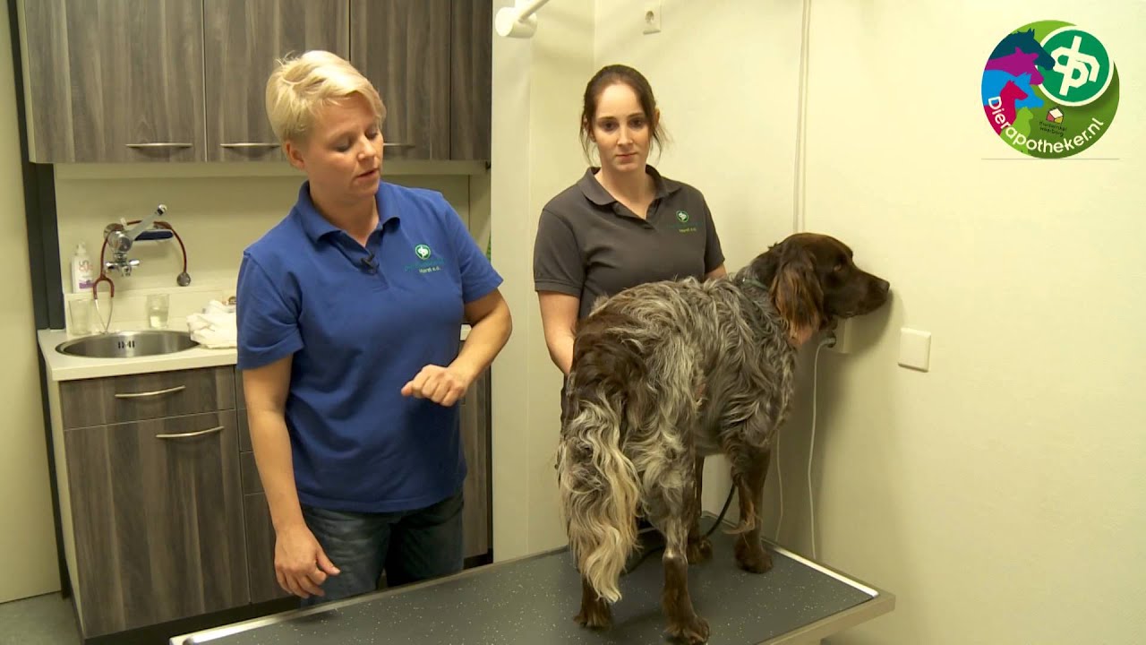 Hond Overleden Bloed Uit Anus