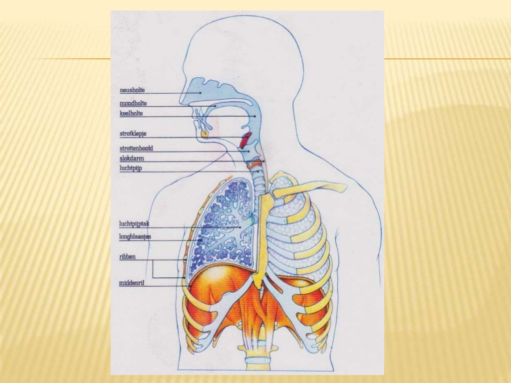 Anatomie 2 Ademhalingsstelsel Anatomie En Fysiologie - vrogue.co - De Anatomische Onderdelen Van Het Ademhalingsstelsel