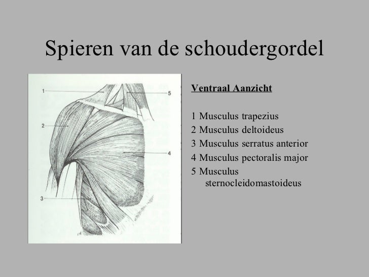 Anatomie - Welke Botten Vormen Samen De Schoudergordel
