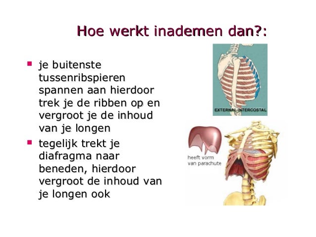 Anatomie Ademhaling - Steek In Hart Bij Inademen