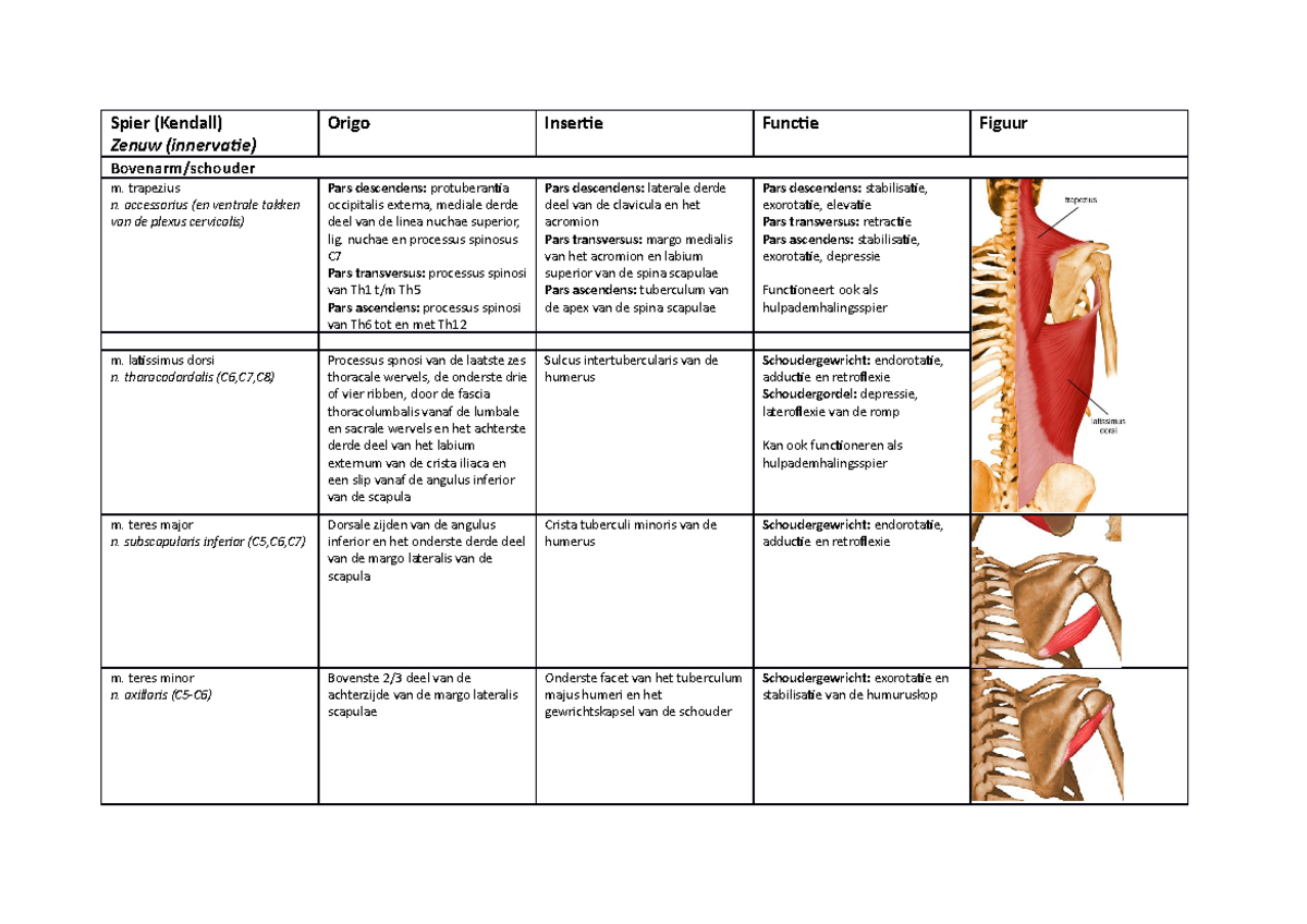 Anatomie alle spieren - Spier (Kendall) Zenuw (innervatie) Origo - Aan Welke Botten Zitten De Meest Gebruikte Spieren Vast