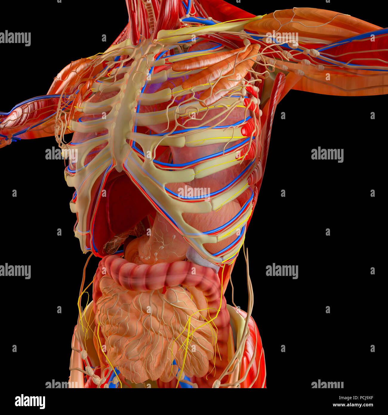 Anatomie En Fysiologie Mbo Niveau 4