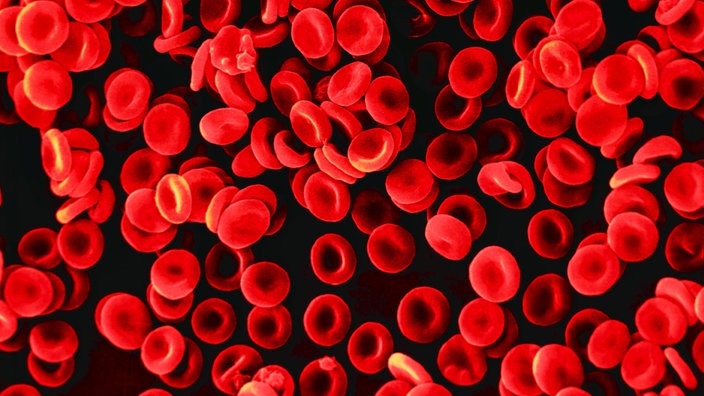 Anatomie des Menschen: Blut - Blut - Natur - Planet Wissen - Blut En Daarom Een Zak