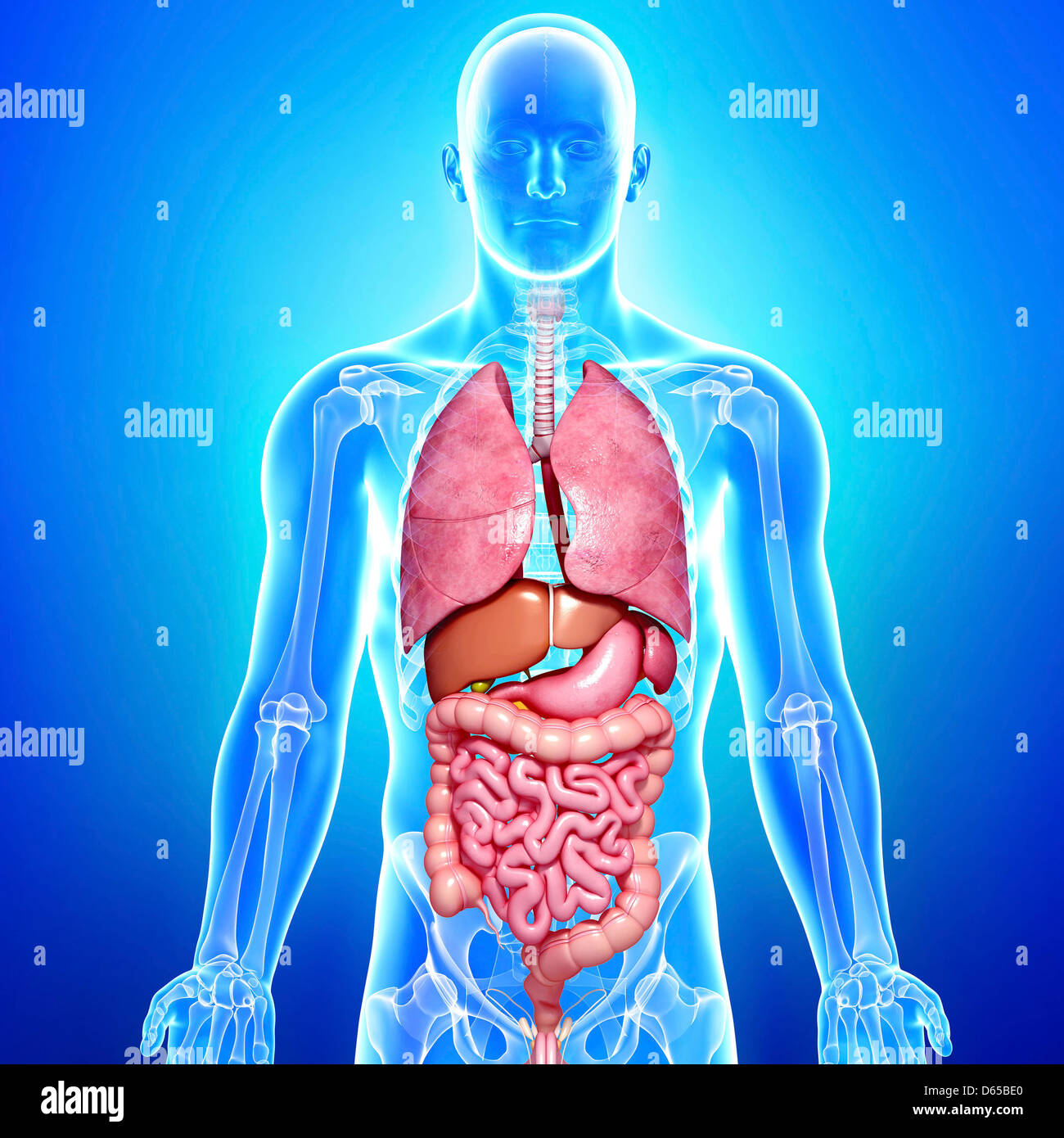 Anatomie Des Menschen Stockfotos und -bilder Kaufen - Alamy - Anatomie Fysiologie Van De Mens
