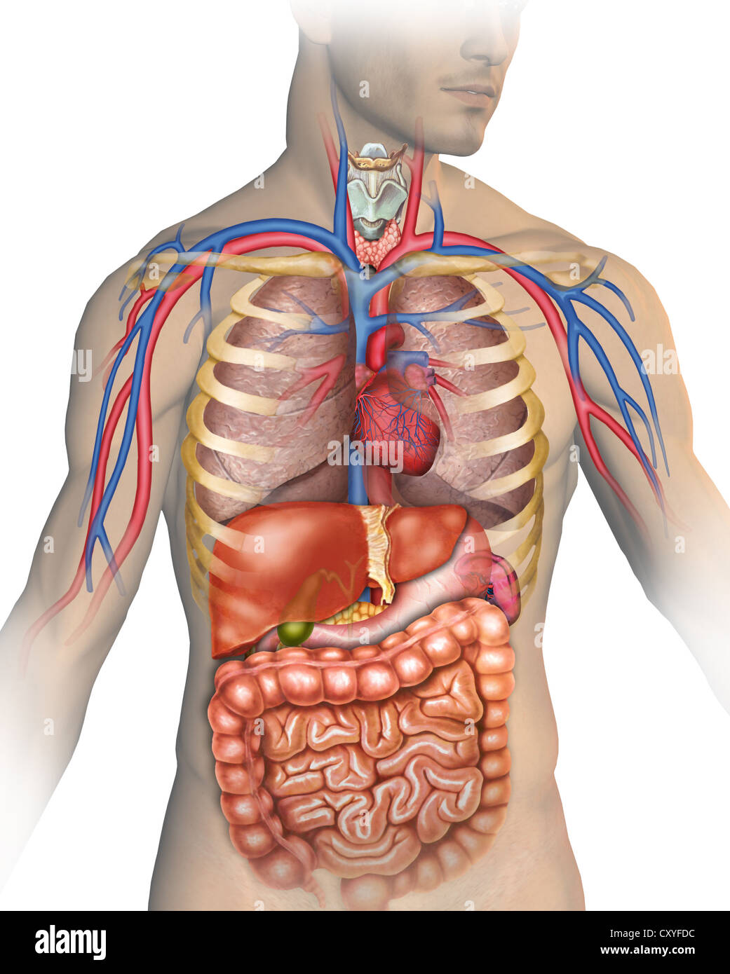 Anatomie des menschlichen Körpers mit verschiedenen Organen, aus denen - Anatomie En Fysiologie Mbo Niveau 4