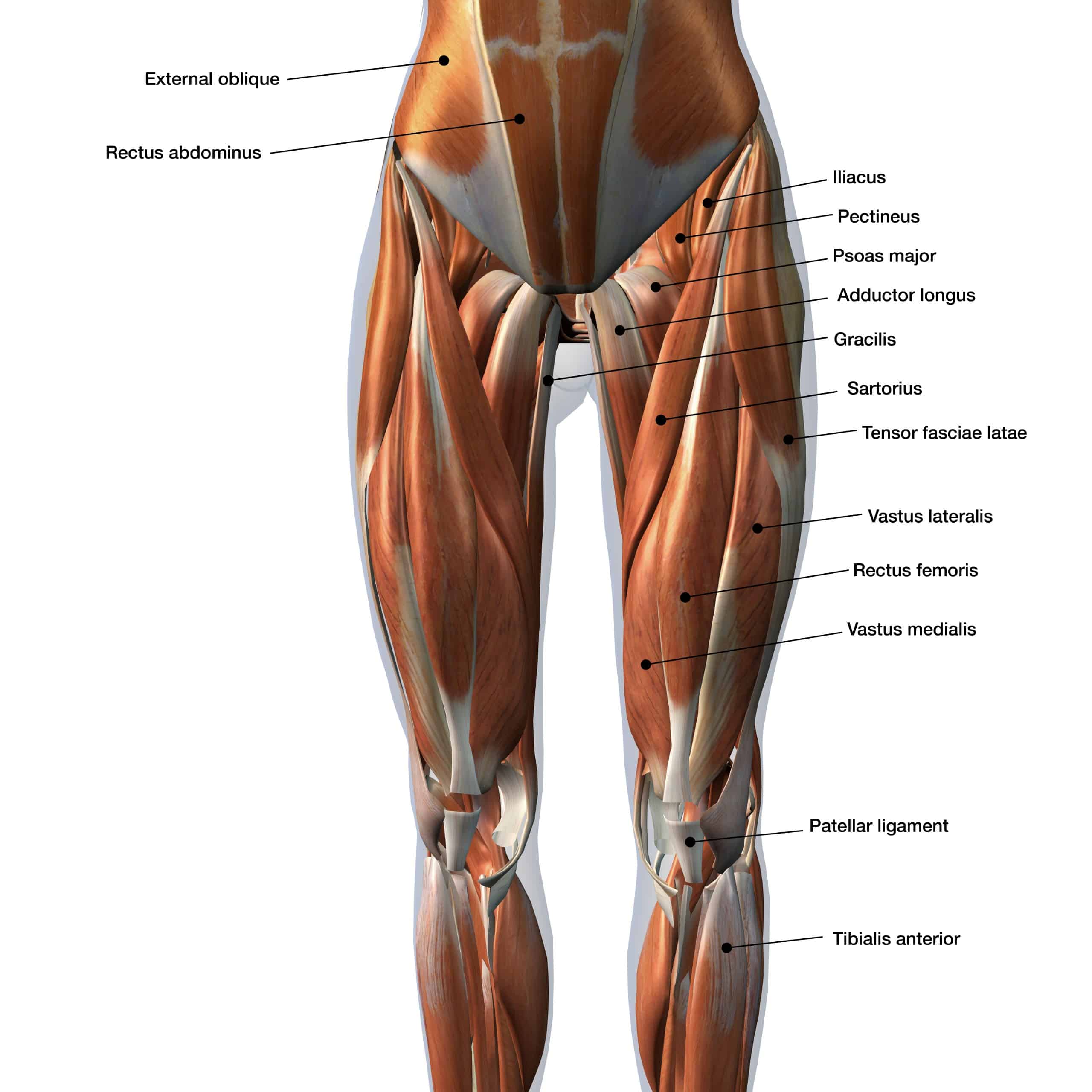 Anatomie en informatie over de spieren van het bovenbeen - Kniecare - Waar Zitten Je Bekken Vrouw