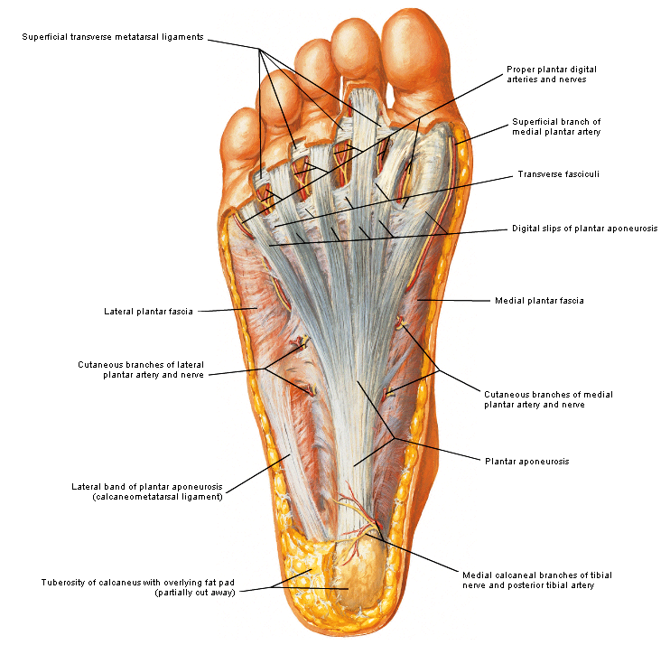anatomie | Foot anatomy, Anatomy and physiology, Human muscle anatomy - Pijn In Spieren En Botten