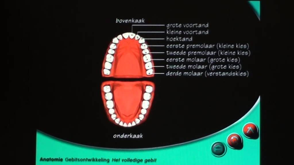 Anatomie gebitsontwikkeling: het volledige gebit - YouTube - Primitieve Diersoort Zonder Mond En Organen