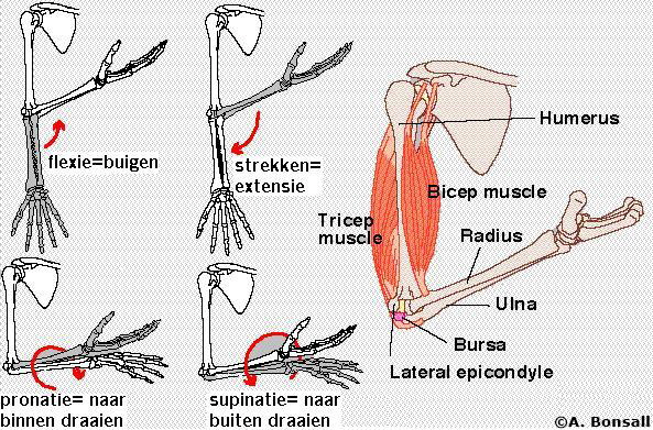 Anatomie - Golfarm - Pijn Rechter Bovenbuik Differentiaal Diagnose
