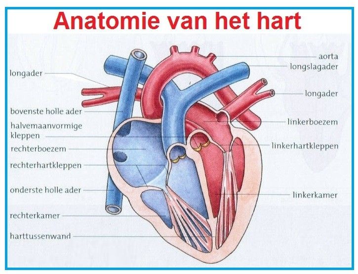 Anatomie hart | Menselijk lichaam, Het menselijk lichaam, Hart anatomie - Hoeveel Kamers Heeft Het Menselijk Hart
