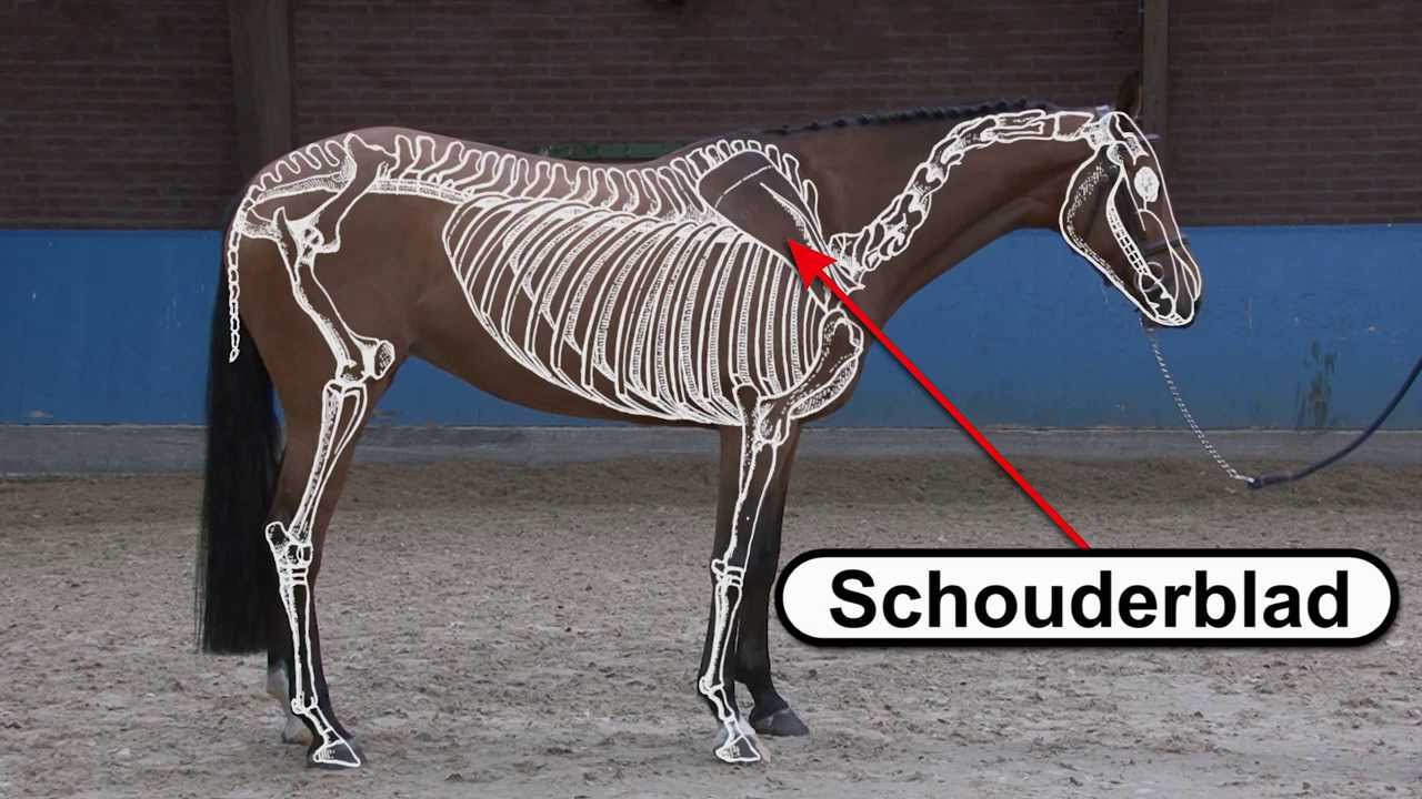 Anatomie het skelet van je paard - YouTube - Hoe Zwaar Is Een Kogel Bij Kogelslingeren