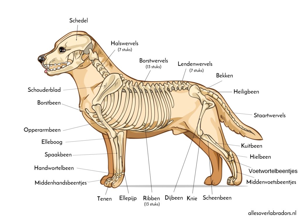 ANATOMIE - info over honden - Wat Is De Lichaamstemperatuur Van Een Hond