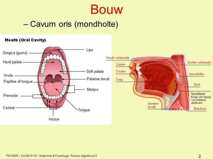 Anatomie mond- en keelholte | Anatomie, Geneeskunde - Hoe Breed Is Een Slokdarm