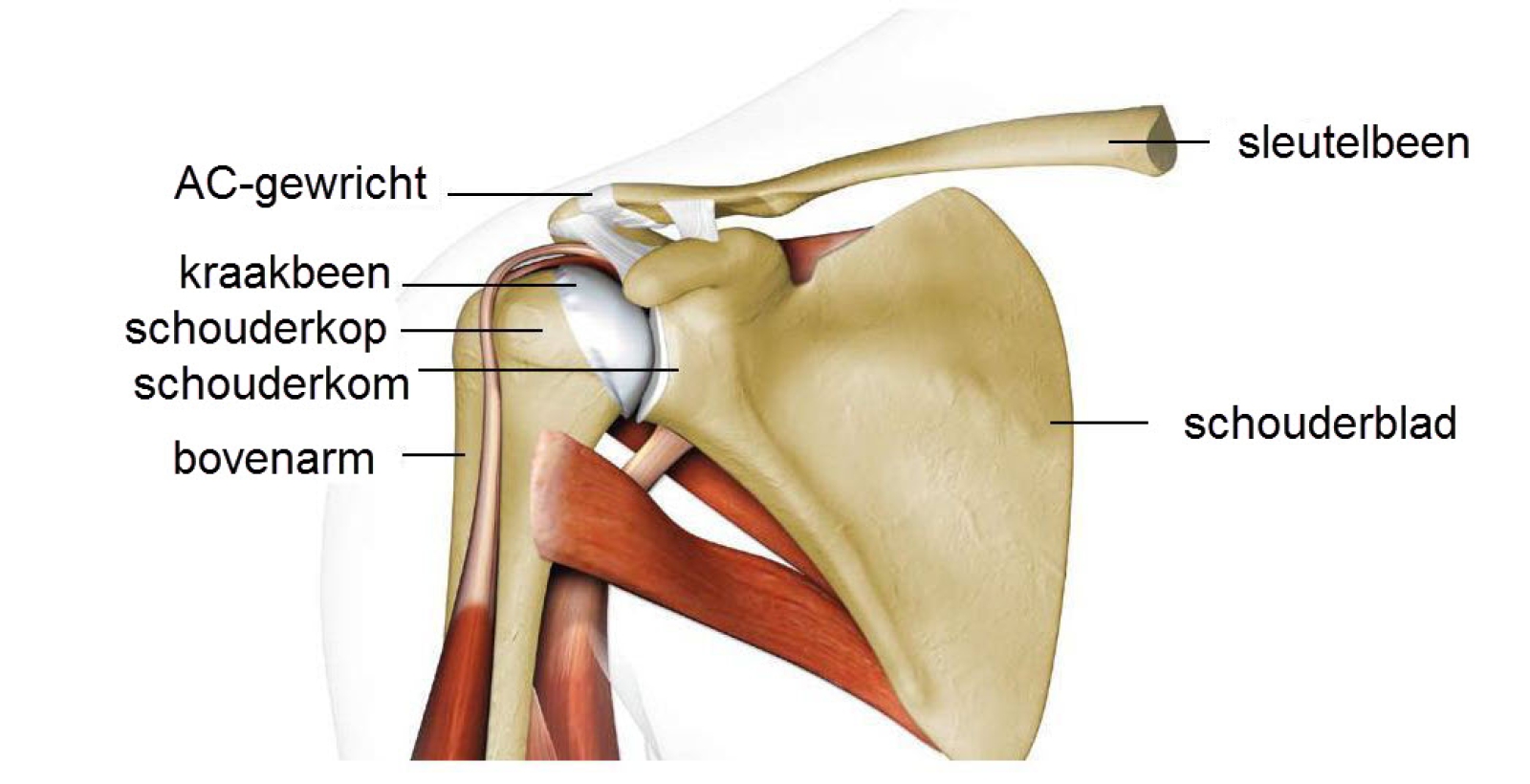 Anatomie Schouder Sternoclavicularis Art Acromioclavicularis | My XXX - Welke Botten Behoren Tot De Bekkengordel