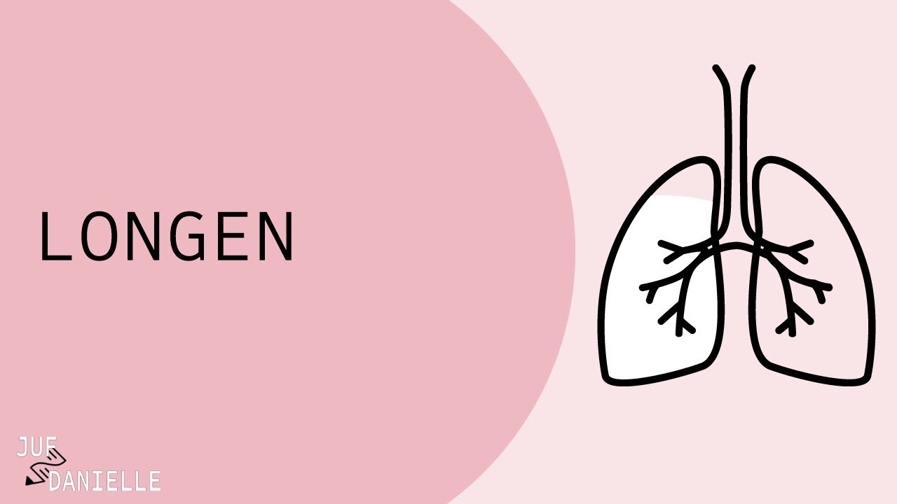 Waar Zitten De Longen Van Een Mens