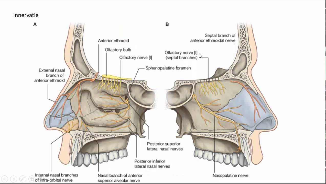 Anatomie Van De Neus Diagram - Hoeveel Mensen Kunnen Hun Neusvleugels Bewegen