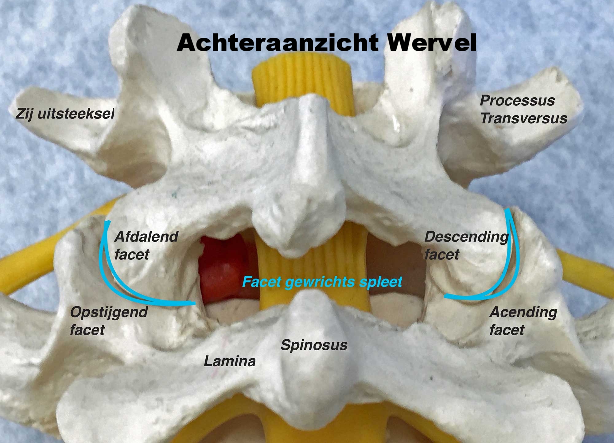 Anatomie van de onderrug — Rug Endoscopie- Dr. P. Van Daele - Aan Welke Ruggenwervels Zitten De Ribben Vast