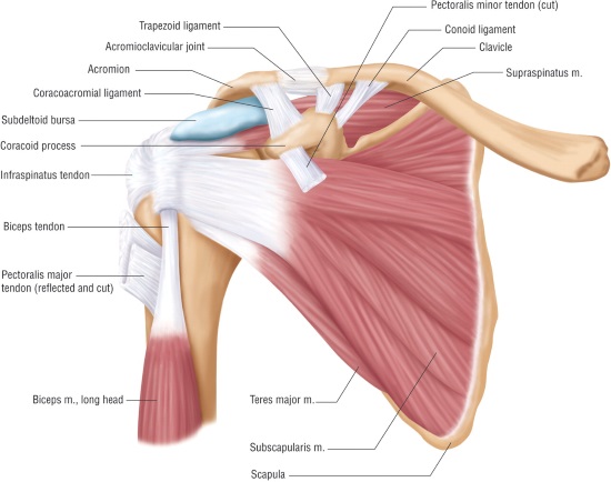 Anatomie van de schouder • Fysiotherapie Formupgrade - Welke Organen Worden Beschermd Door De Schouderbladen