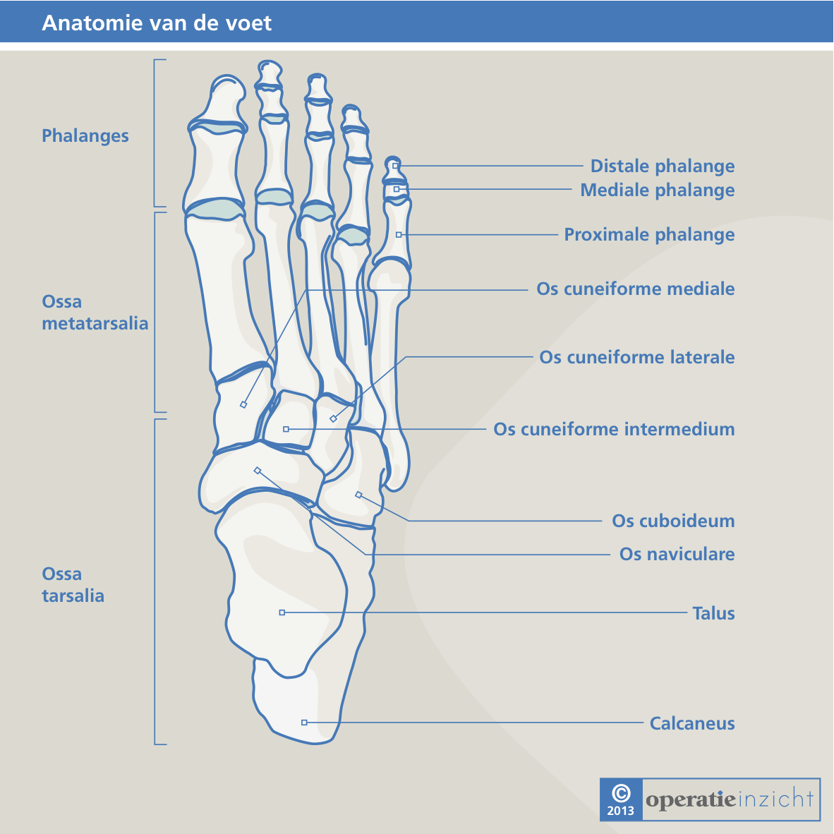 Anatomie van de voet | Human body, Fitness body, Knee pain - Wat Is Een Digitale Voet Afdruk