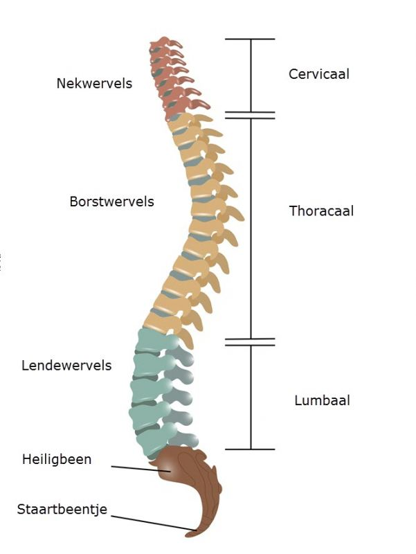 Anatomie van de wervelkolom › Kenniscentrum Neurologie Slingeland - Onderste Deel Van De Oceanen 7 Letters