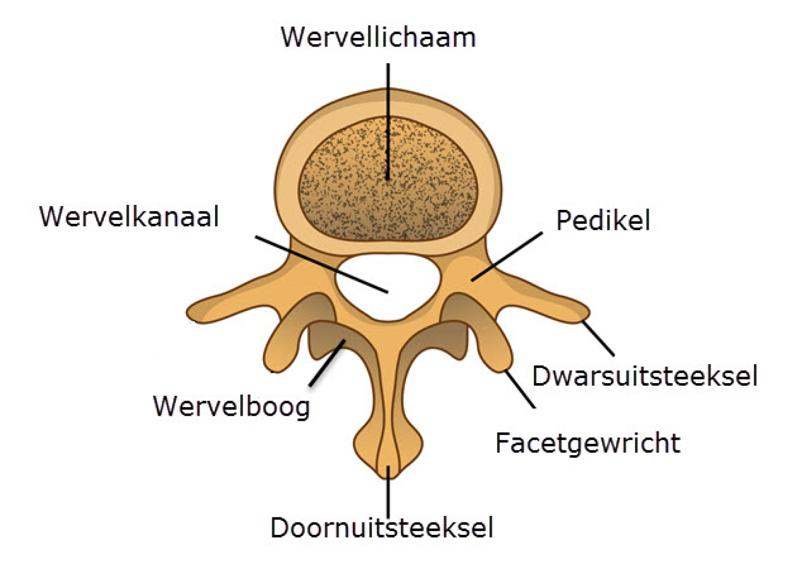 Aan Welke Ruggenwervels Zitten De Ribben Vast