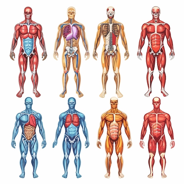 Anatomie Van Het Menselijk Lichaam