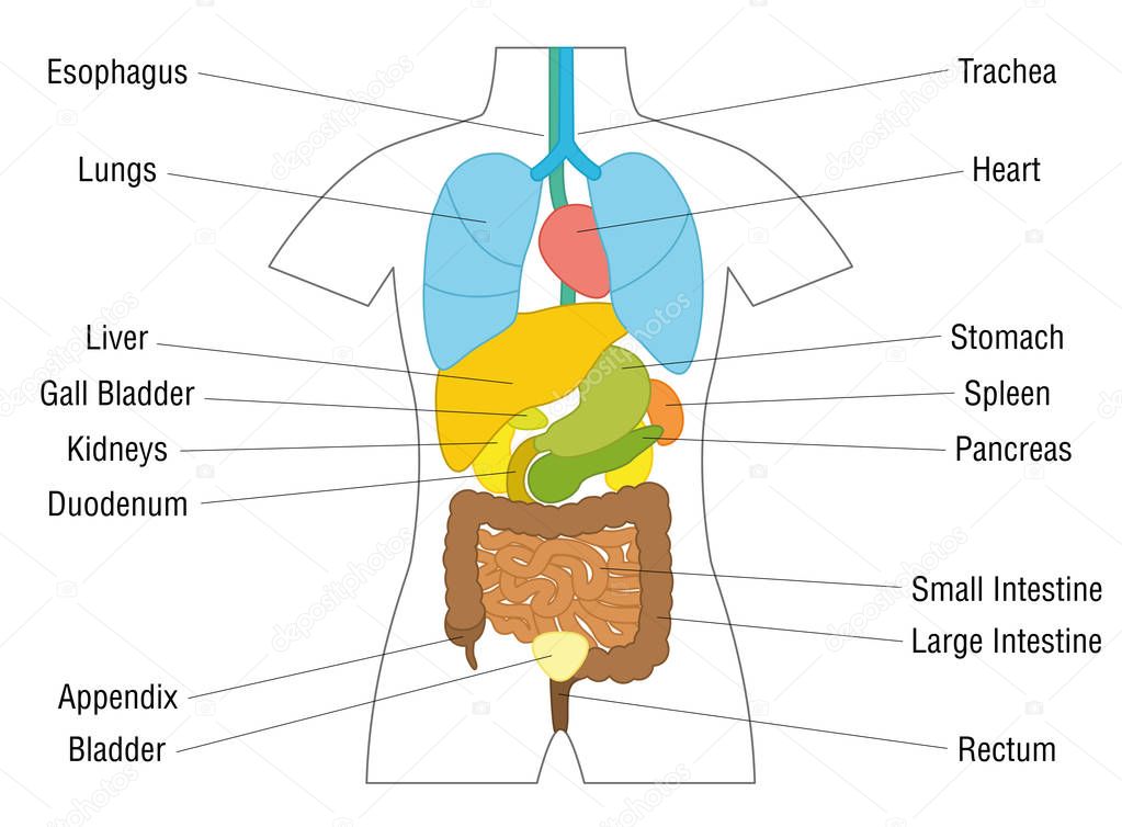 Anatomie Van Het Menselijk Lichaam Premium Vector - vrogue.co - Anatomie Van Het Menselijk Lichaam