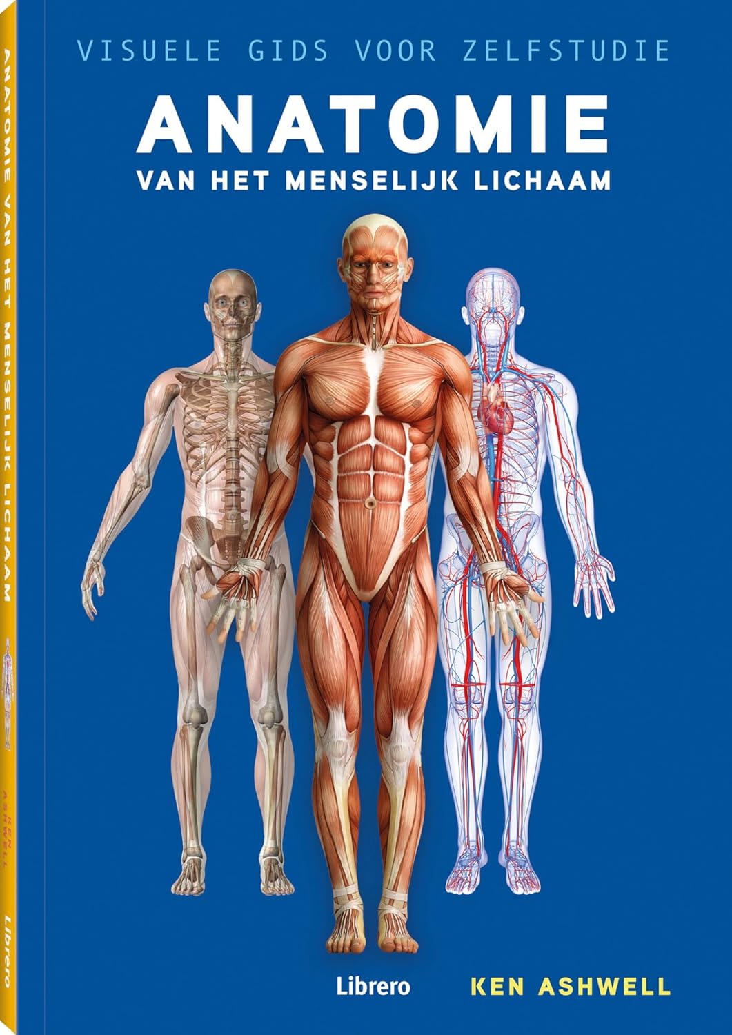 Anatomie van het menselijk lichaam: visuele gids voor zelfstudie - Anatomie Van Het Menselijk Lichaam
