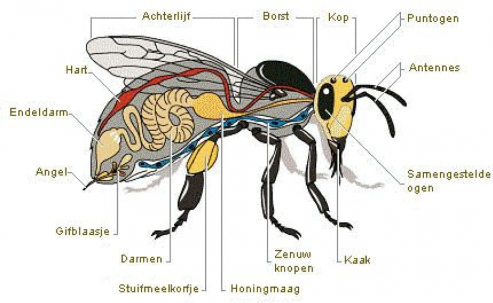 Hoe Ziet Een Bij Eruit