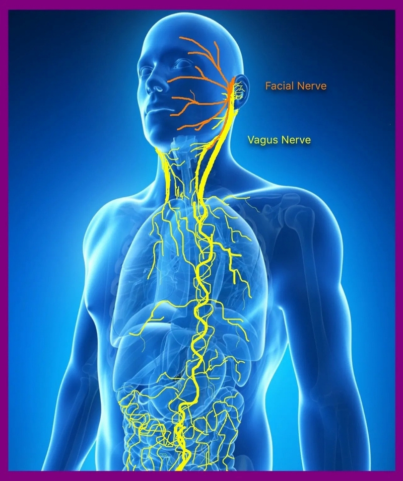 Anatomy, Head and Neck: Anterior Vagus Nerve - StatPearls - NCBI Bookshelf - Waar Loopt De Nervus Vagus