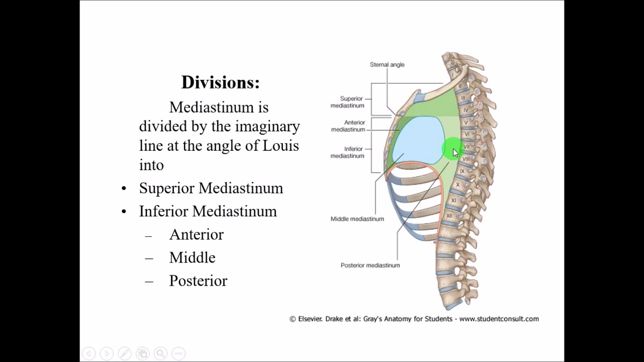 Anatomy of MEDIASTINUM || Dr. Yusuf || - YouTube - Slank Hart En Mediastinum Superius